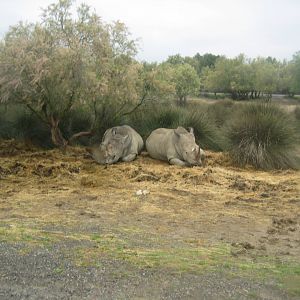Reserve Africaine de Sigean - The savannah (sixth park)