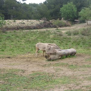 Reserve Africaine de Sigean - The savannah (eight park)
