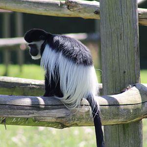Kikuyu Colobus