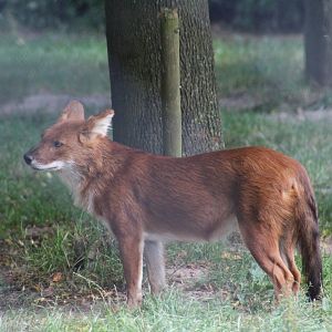 Chinese Dhole
