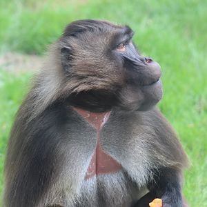Gelada