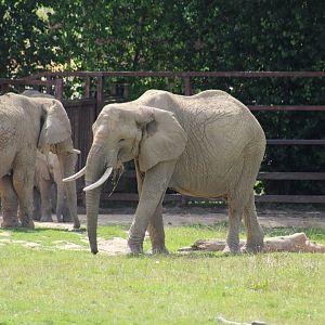 African Bush Elephant