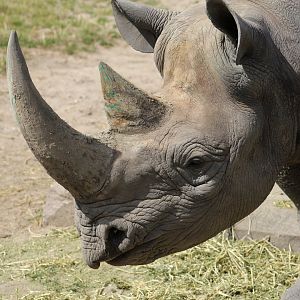 Eastern Black Rhinoceros