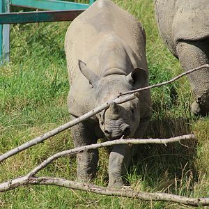 Eastern Black Rhinoceros Calf