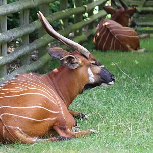 Eastern Bongo