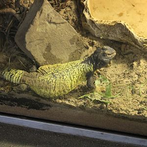 Sudan Spiny-Tailed Lizard