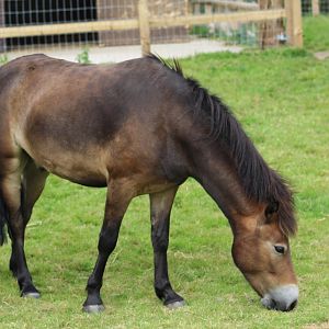 Exmoor Pony