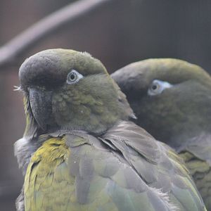 Lesser Patagonian Conure