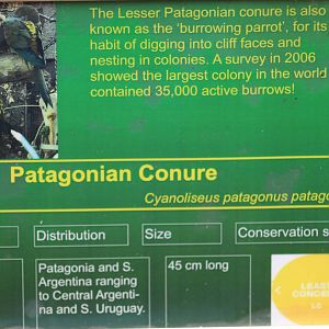 Lesser Patagonian Conure Signage