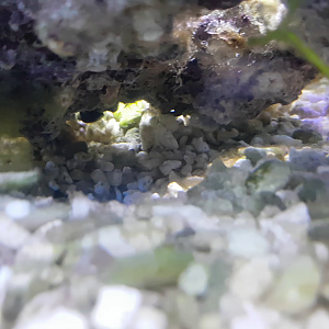 De Jong's basslet - Gramma dejongi