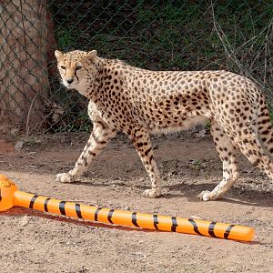 Tiger in the Cheetah Enclosure - 11/04/2017
