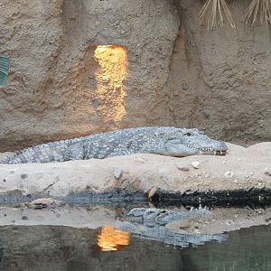 Nile crocodiles