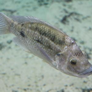 Mozambique tilapia