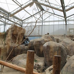 Enclosure Rock hyrax