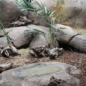 Enclosure Black and rufous sengi