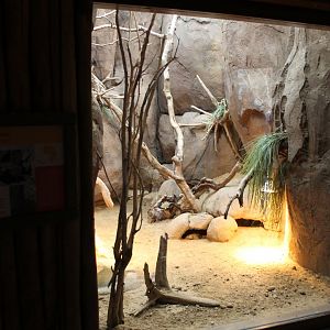 Enclosure Pancake tortoise