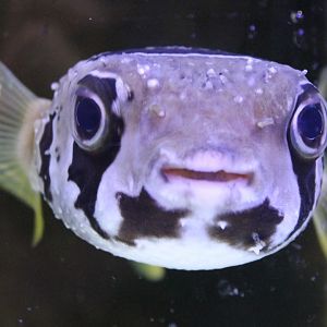 Pufferfish ID