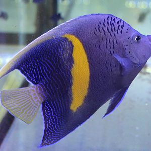 Yellowband angelfish - Pomacanthus maculosus