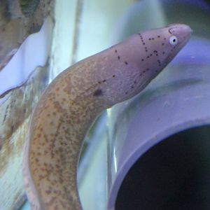 Geometric moray - Gymnothorax griseus