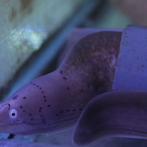 Moray-eel ID