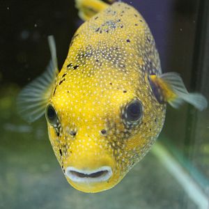 Arothron nigropunctatus - yellow morph