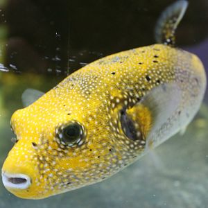 Pufferfish ID
