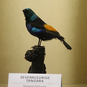 Bird Museum - Seven-colored tanager