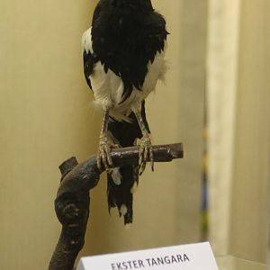 Bird Museum - Magpie tanager