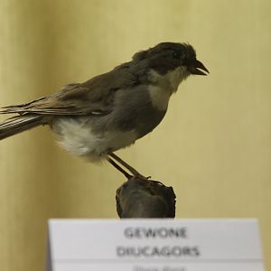 Bird Museum - Diuca-finch