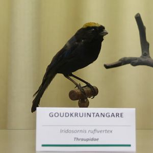 Bird Museum - Golden-crowned tanager