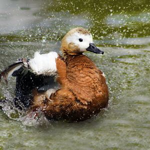 Apr. 2017 - Africa - Ruddy Shelduck