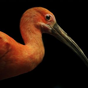 Apr. 2017 - Wings Of The World - Scarlet Ibis
