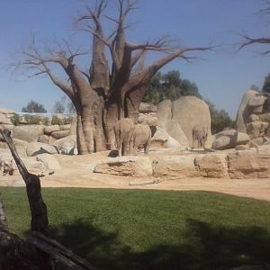 African bush elephant