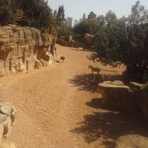 Part of the savannah