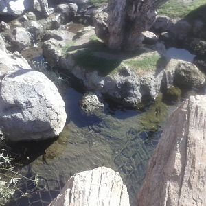 Pond in front of the chimp enclosure