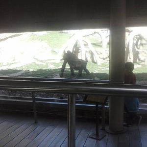 Gorilla glass-viewing