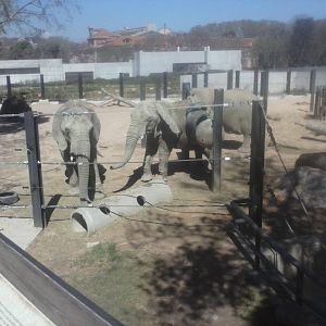 African bush elephant