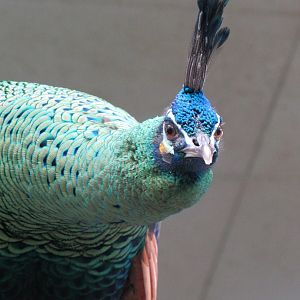 Green peafowl
