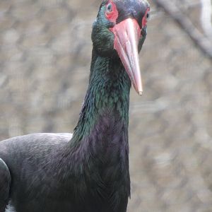 Black stork