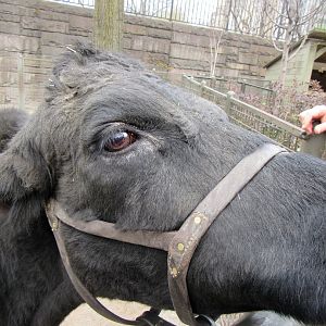 The only cow in Manhattan