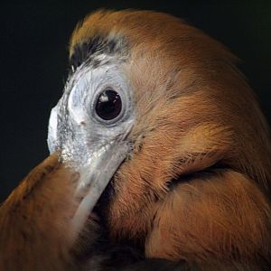 Apr. 2017 - Wings Of The World - Another One...