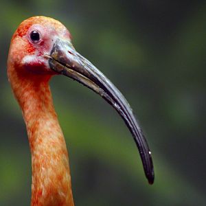 Apr. 2017 - Wings Of The World - Scarlet Ibis