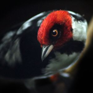 Apr. 2017 - Wings Of The World - Red-capped Cardinal