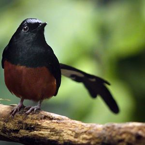 Apr. 2017 - Wings Of The World - White-rumped Shama