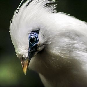 Apr. 2017 - Wings Of The World - Bali Starling