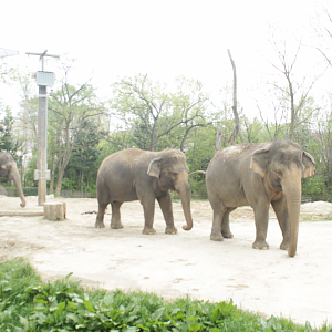 Apr. 2017 - Elephant Reserve - Mai Thai, Jati, and Schottzie