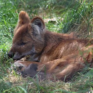 Chinese Dhole