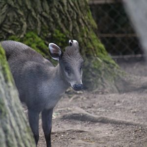 Michie's Tufted Deer