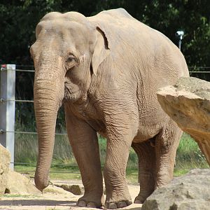 Asian Elephant