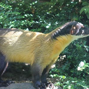 Northern Yellow-Throated Marten